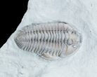 Prone + Enrolled Flexicalymene Trilobites - Ohio #30441-1